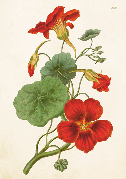 Tarjetita