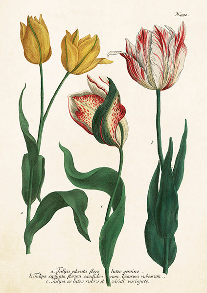 Tarjetas