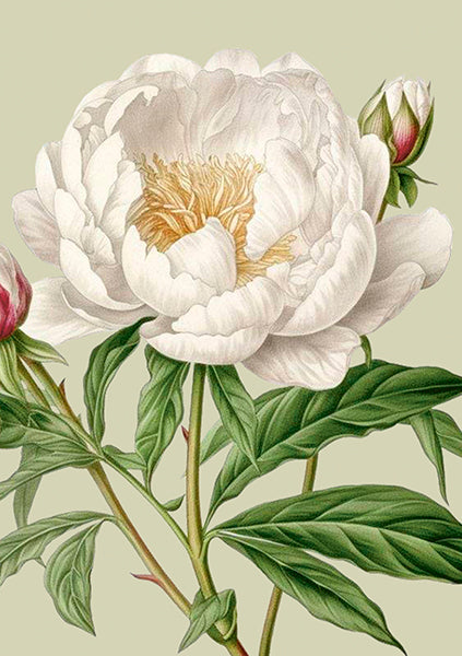 Tarjeta Peonia